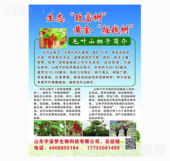 毛葉山桐子 宇宙夢(mèng)生物