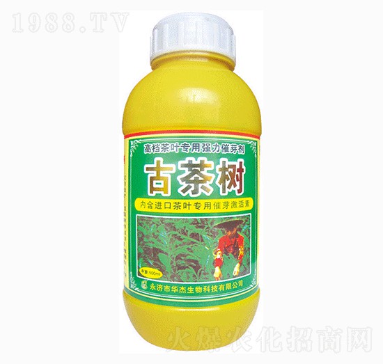 古茶樹-華杰生物