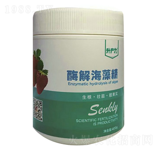 草莓專用-酶解海藻精-升產(chǎn)力