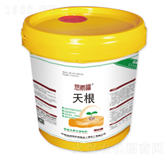 天根-悠素福-中美諾威特