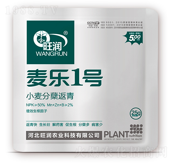 小麥分蘗返青-麥樂1號(hào)-旺潤農(nóng)業(yè)