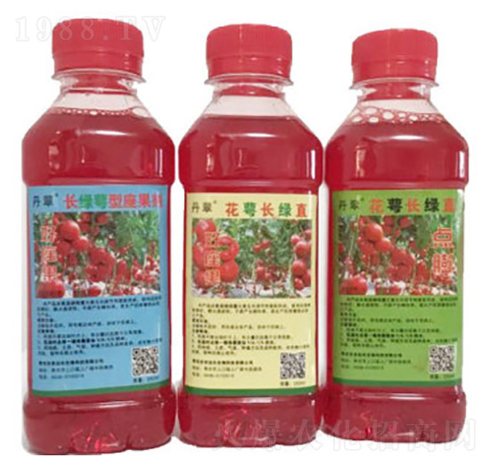 花萼長綠直-農(nóng)伯樂