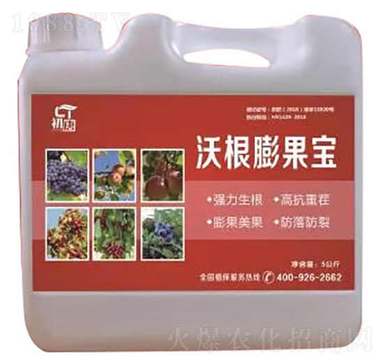 沃根膨果寶-初唐-睿之澤