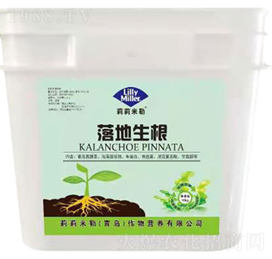 落地生根-莉莉米勒