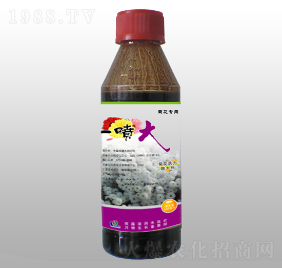 菊花活力膨大劑-一噴大-賽陽(yáng)生物