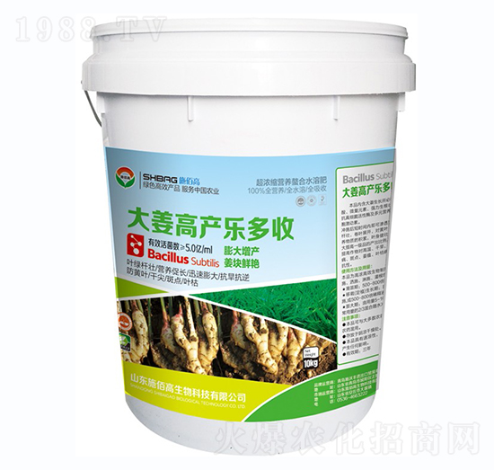 大姜高產(chǎn)樂(lè)多收-施佰高