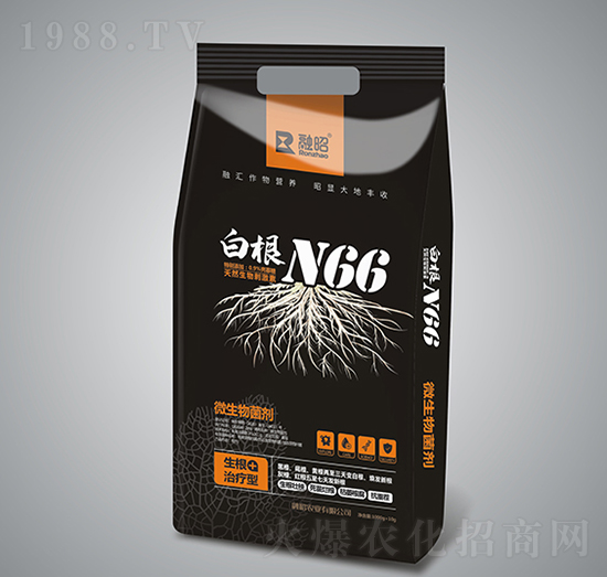 白根N66-融昭農(nóng)業(yè)