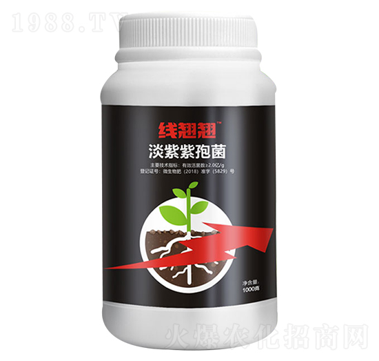 淡紫紫孢菌-線翹翹-愛普達