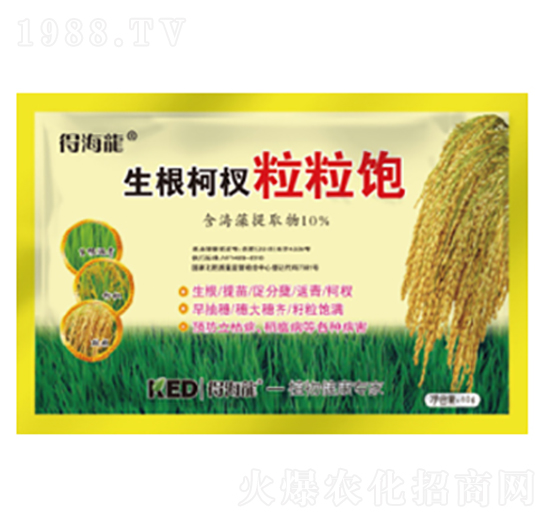 生根柯杈粒粒飽-得海龍-康恩地