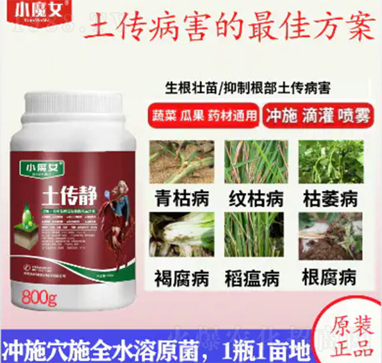 土傳凈-小魔女-天行健