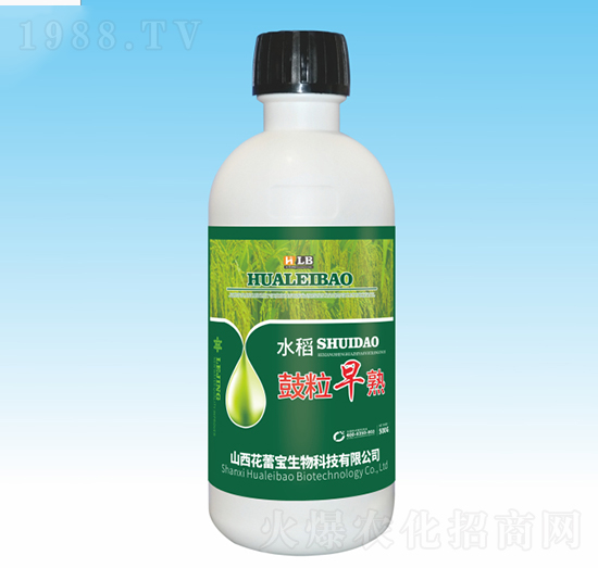 水稻鼓粒早熟-花蕾寶生物