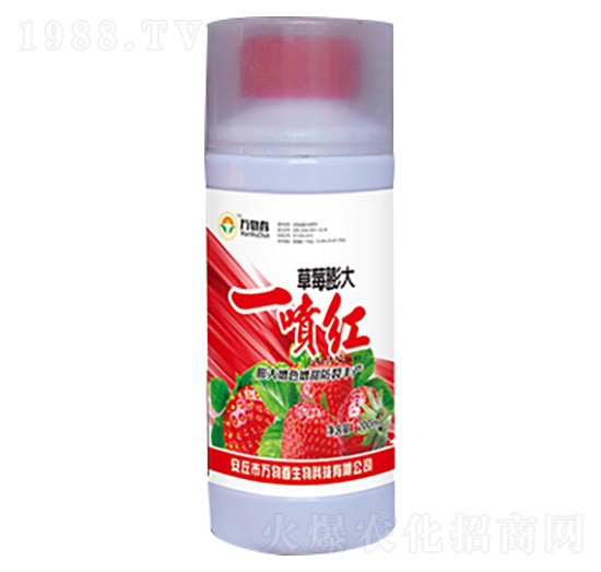 草莓膨大一噴紅-萬物春