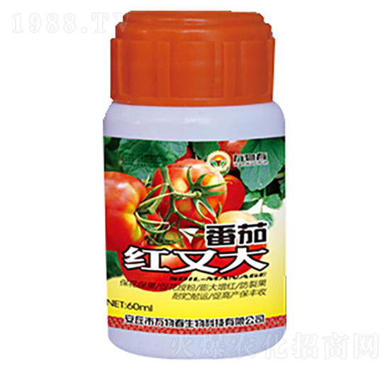 番茄紅又大-萬物春