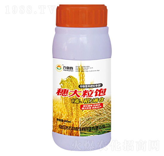 穗大粒飽小麥水稻滿倉-萬物春