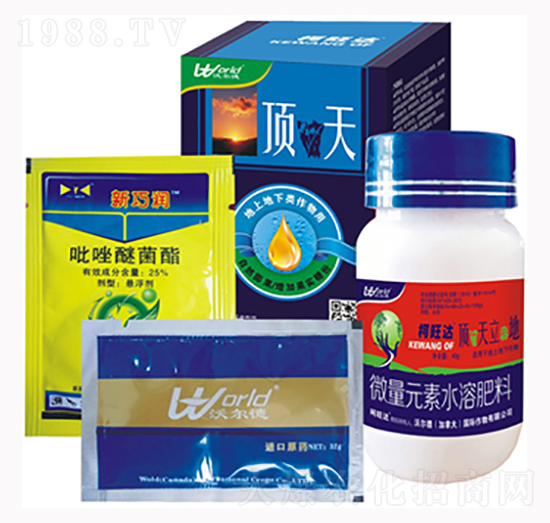 頂破天-柯旺達-沃爾德