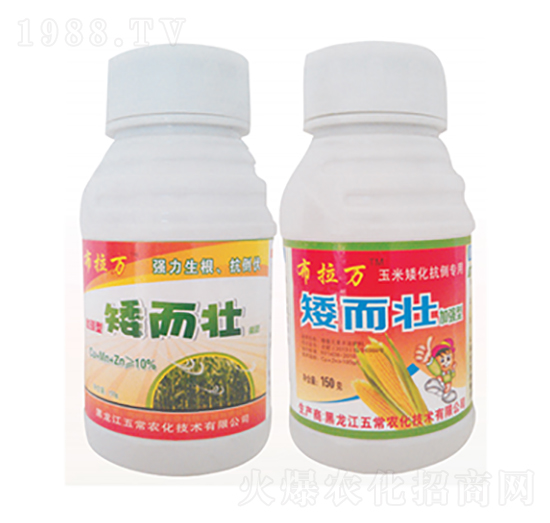 矮而壯-布拉萬(wàn)-五常