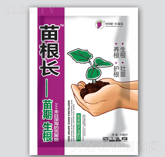 苗根長(zhǎng)-紅葡萄