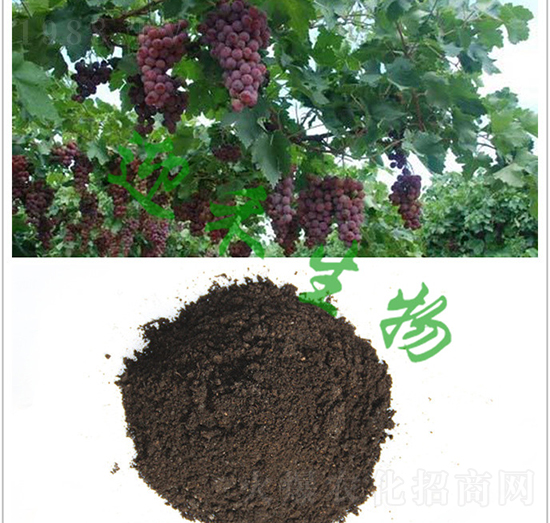 ���ь��÷�-ӭ������