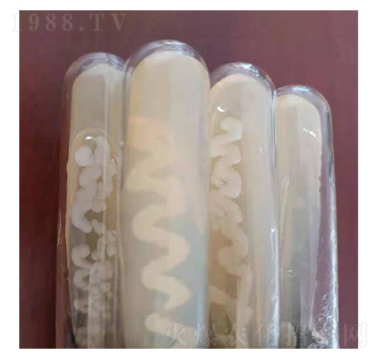 蘇云金桿菌標準菌株-九邦生物