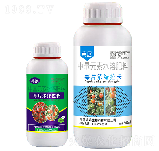 萼片濃綠拉長(zhǎng)-萼展-鴻鳴