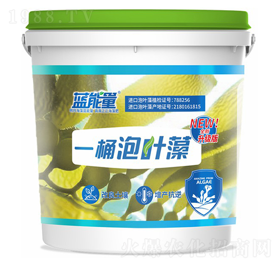 一桶泡葉藻-藍(lán)能量-藻源植物