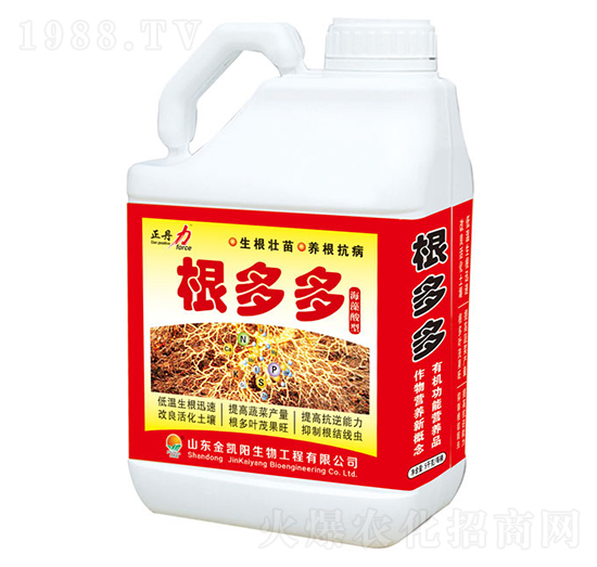 根多多-正丹力-金凱陽(yáng)