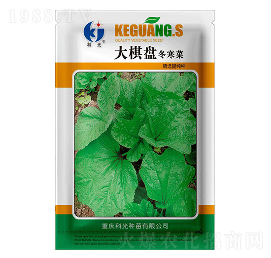 大棋盤冬寒菜-科光種苗