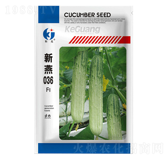 新燕036-科光種苗