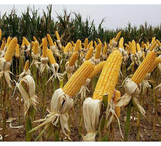 金陽光9號-合豐種業(yè)