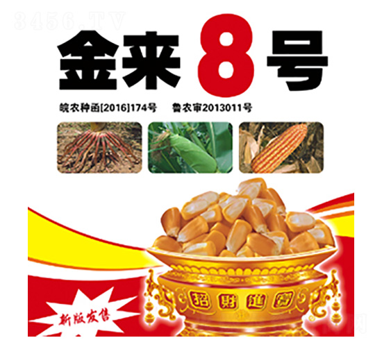 金來8號-合豐種業(yè)