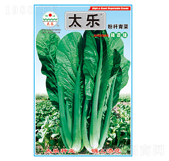 青菜種子-粉桿青菜-太樂種業(yè)