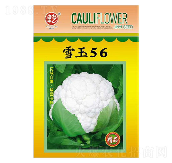 ���˷N��-ѩ��56-���S�r�I(y��)