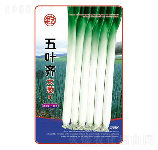 大蔥種子-五葉齊大蔥-邯豐農(nóng)業(yè)
