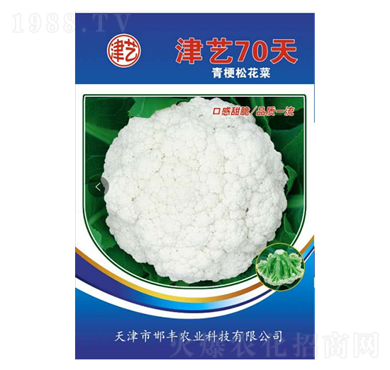 花菜種子-津藝70天-邯豐農(nóng)業(yè)
