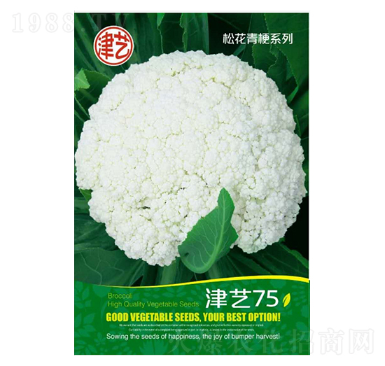 花菜種子-津藝75-邯豐農(nóng)業(yè)