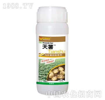 天薯-泰陽(yáng)