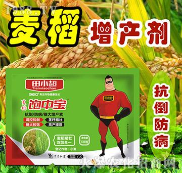 麥稻飽中寶-田小超