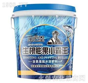 生根膨果小霸王-金匠星