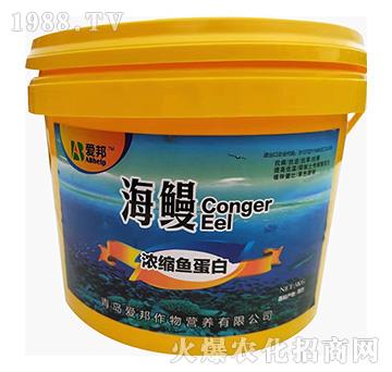 濃縮魚蛋白-海鰻-愛邦