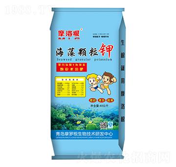 �����w���-Ħ���-���A����