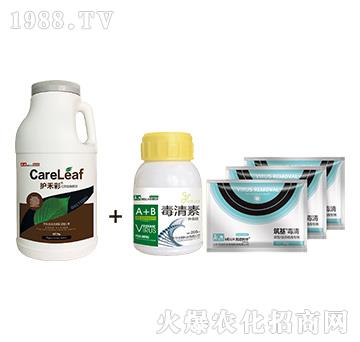 護(hù)禾彩+毒清組合-病毒病防治方案-民德利華