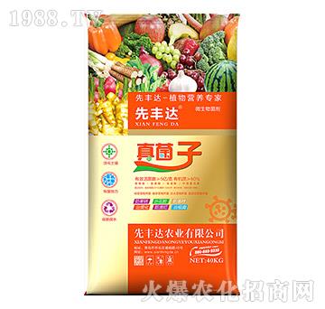 植物營(yíng)養(yǎng)專家-真菌子-先豐達(dá)