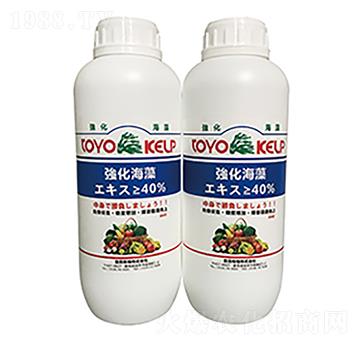 強化海藻-旭日華櫻