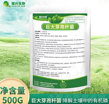 巨大芽孢桿菌-強興生物