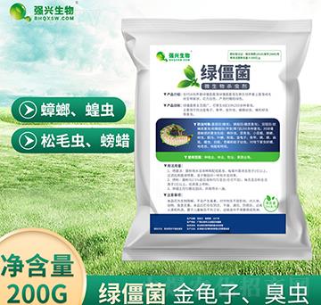微生物殺蟲(chóng)劑-綠僵菌-強(qiáng)興生物