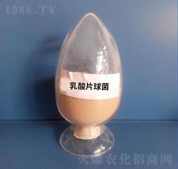 乳酸片球菌（粉劑）-亮澤生物