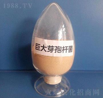 巨大芽孢桿菌（粉劑）-亮澤生物