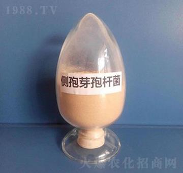 側(cè)孢芽孢桿菌（粉末）-亮澤生物