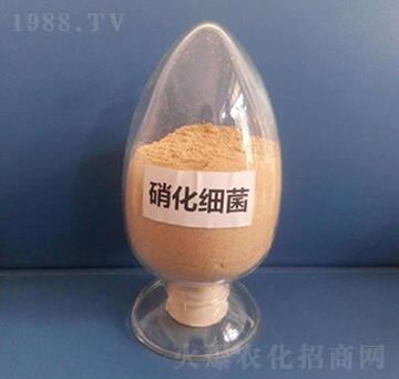 硝化細(xì)菌（粉劑）-亮澤生物