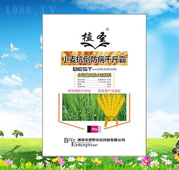 С����������ǧ���-ֲʥ-��Ұ�r(n��ng)��